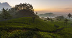 Im Teehimmel von Sri Lanka