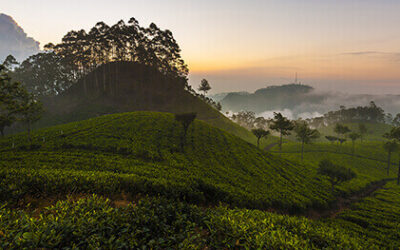 Im Teehimmel von Sri Lanka